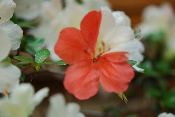 DSC_8390.jpg DSC_8390.jpg