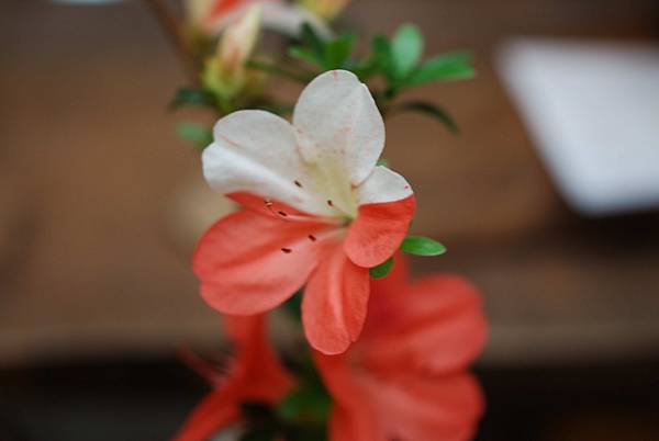 DSC_8394.jpg DSC_8394.jpg