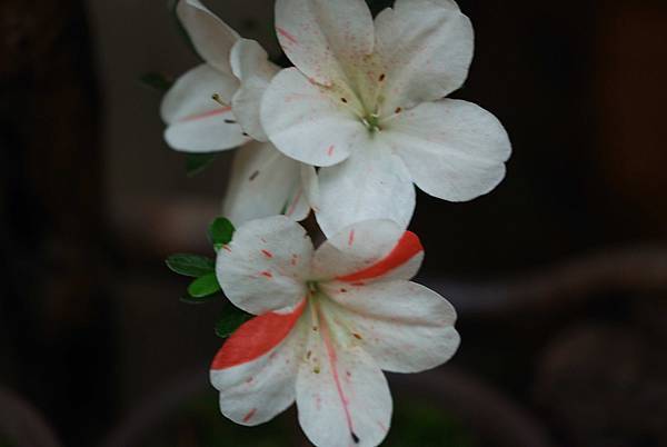 DSC_8395.jpg DSC_8395.jpg