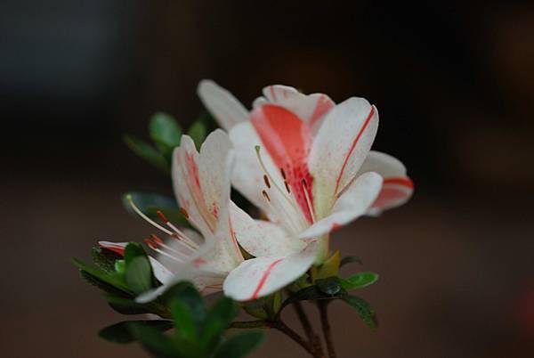 DSC_8393.jpg DSC_8393.jpg