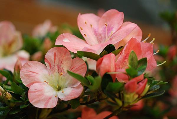 DSC_8398.jpg DSC_8398.jpg