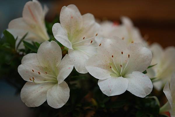 DSC_8399.jpg DSC_8399.jpg