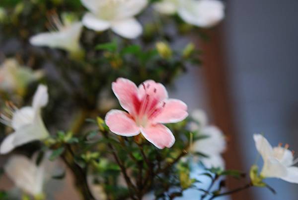 DSC_8403.jpg DSC_8403.jpg