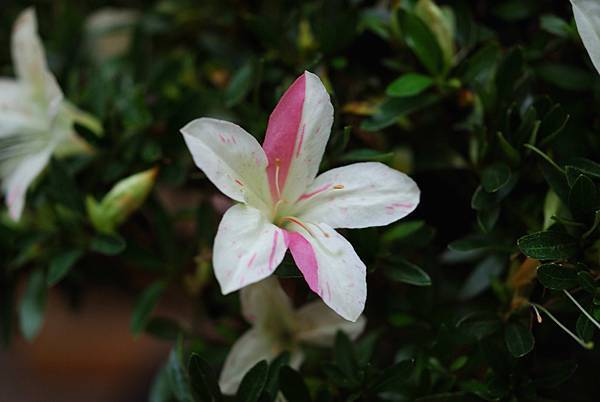 DSC_8402.jpg DSC_8402.jpg