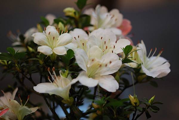 DSC_8404.jpg DSC_8404.jpg