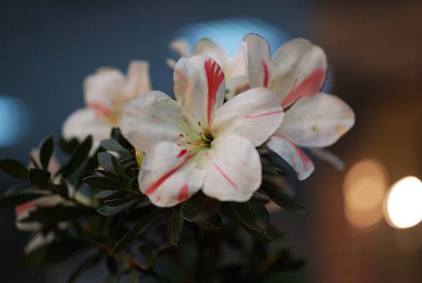 DSC_8405.jpg DSC_8405.jpg