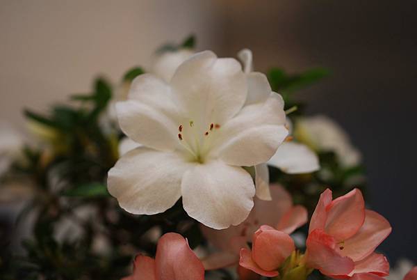 DSC_8412.jpg DSC_8412.jpg