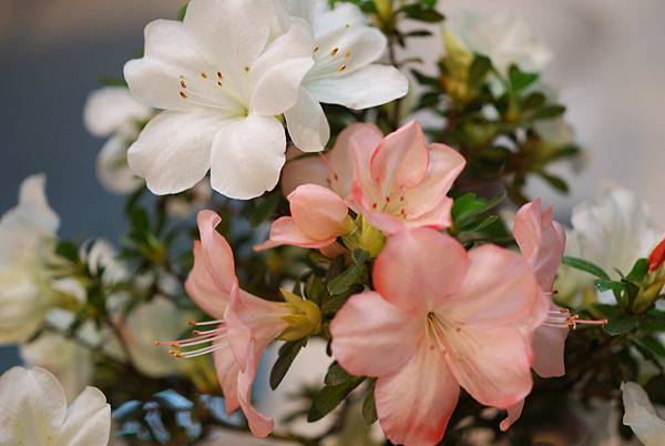 DSC_8411.jpg DSC_8411.jpg