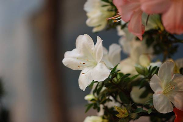 DSC_8413.jpg DSC_8413.jpg