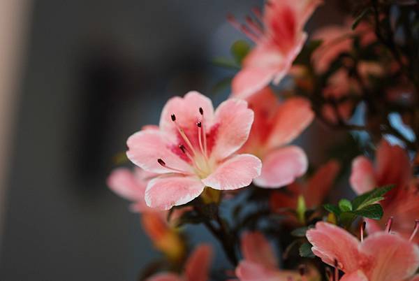 DSC_8415.jpg DSC_8415.jpg