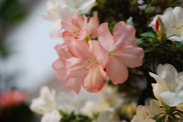 DSC_8417.jpg DSC_8417.jpg