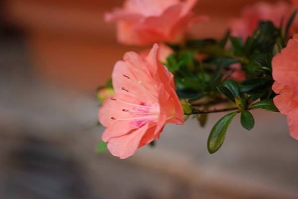 DSC_8419.jpg DSC_8419.jpg