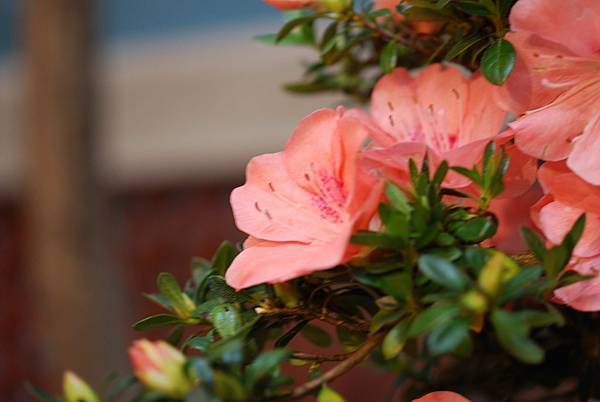 DSC_8418.jpg DSC_8418.jpg