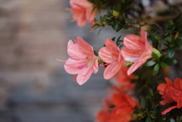 DSC_8421.jpg DSC_8421.jpg