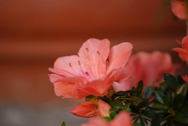 DSC_8420.jpg DSC_8420.jpg