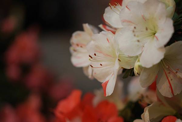 DSC_8423.jpg DSC_8423.jpg