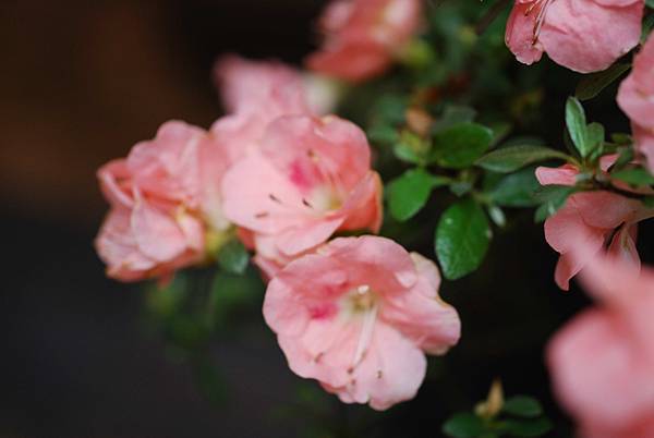 DSC_8425.jpg DSC_8425.jpg