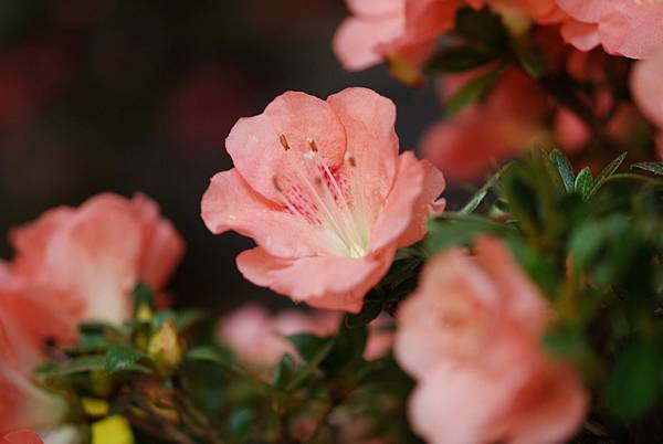 DSC_8426.jpg DSC_8426.jpg