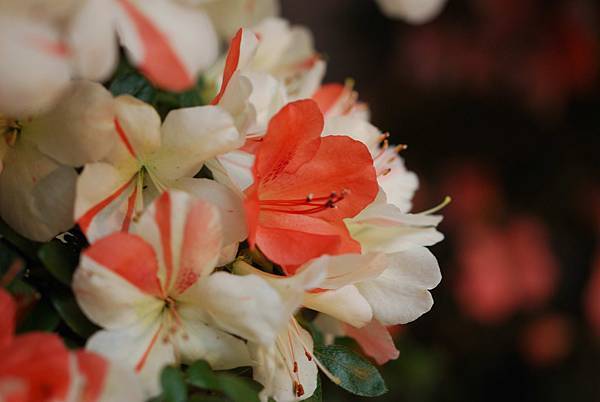 DSC_8424.jpg DSC_8424.jpg