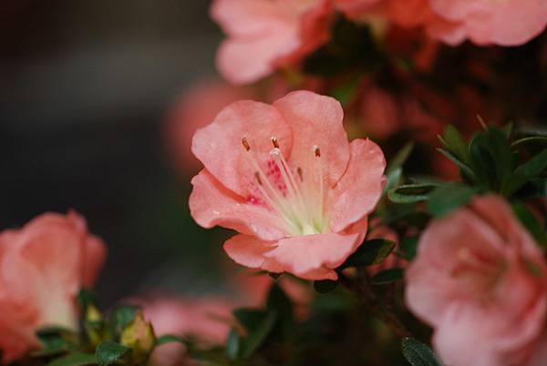 DSC_8427.jpg DSC_8427.jpg