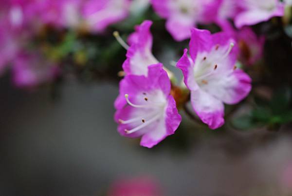 DSC_8431.jpg DSC_8431.jpg