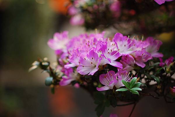 DSC_8430.jpg DSC_8430.jpg