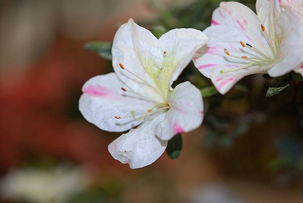 DSC_8436.jpg DSC_8436.jpg