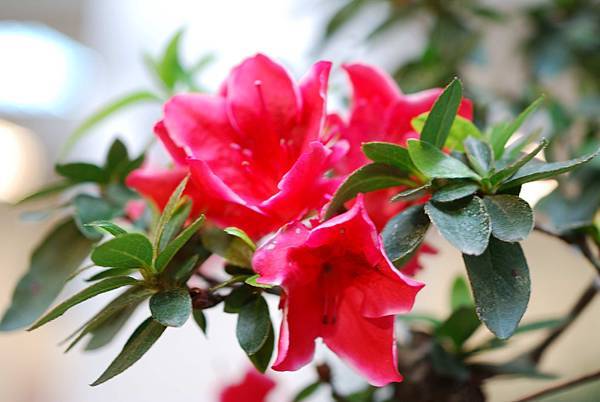 DSC_8438.jpg DSC_8438.jpg