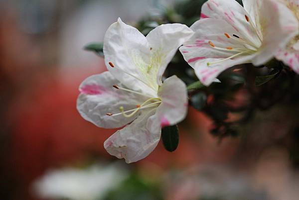 DSC_8437.jpg DSC_8437.jpg