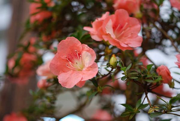 DSC_8439.jpg DSC_8439.jpg