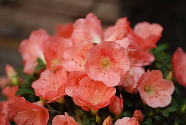 DSC_8441.jpg DSC_8441.jpg