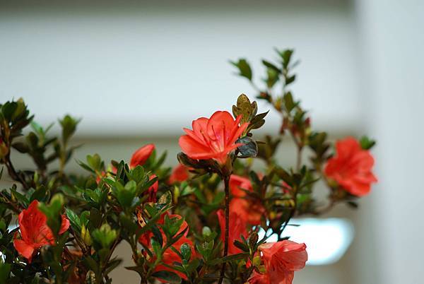 DSC_8447.jpg DSC_8447.jpg