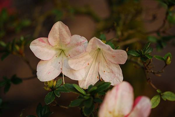 DSC_8450.jpg DSC_8450.jpg