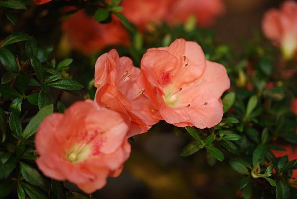 DSC_8451.jpg DSC_8451.jpg