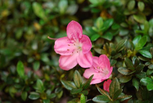 DSC_8452.jpg DSC_8452.jpg