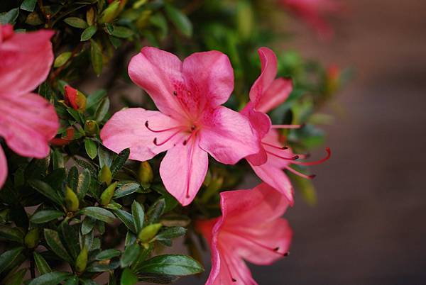 DSC_8454.jpg DSC_8454.jpg