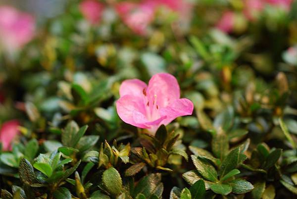 DSC_8455.jpg DSC_8455.jpg