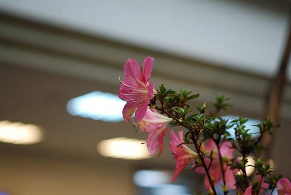 DSC_8458.jpg DSC_8458.jpg