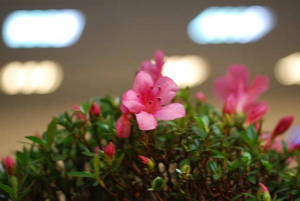 DSC_8459.jpg DSC_8459.jpg