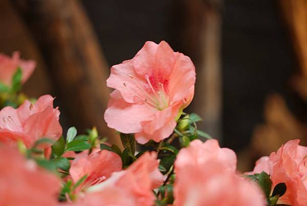 DSC_8462.jpg DSC_8462.jpg