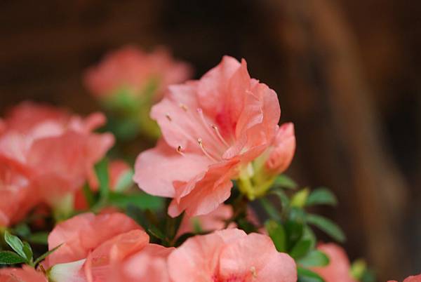 DSC_8461.jpg DSC_8461.jpg