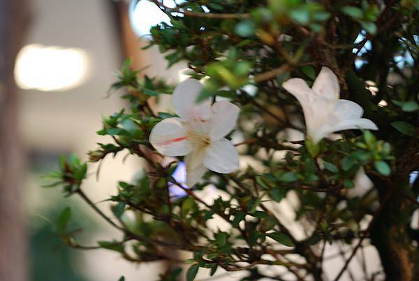 DSC_8460.jpg DSC_8460.jpg