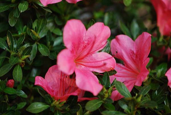 DSC_8467.jpg DSC_8467.jpg