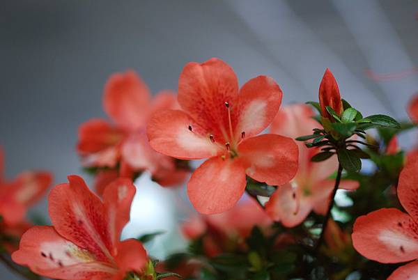 DSC_8466.jpg DSC_8466.jpg