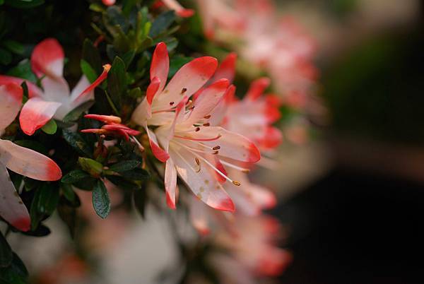 DSC_8471.jpg DSC_8471.jpg