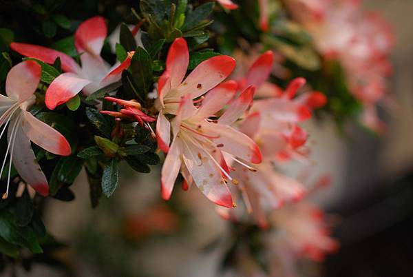 DSC_8472.jpg DSC_8472.jpg