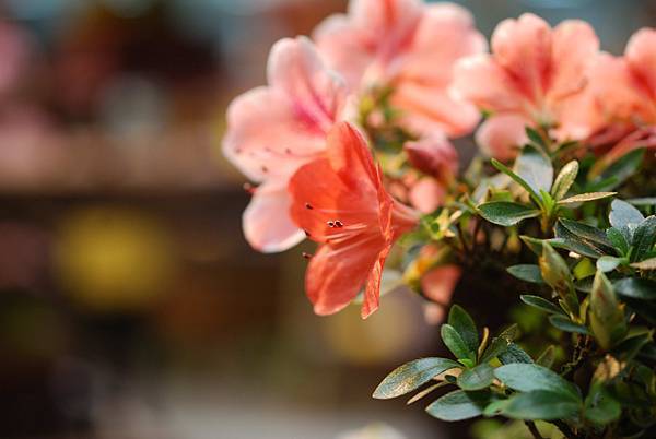 DSC_8473.jpg DSC_8473.jpg