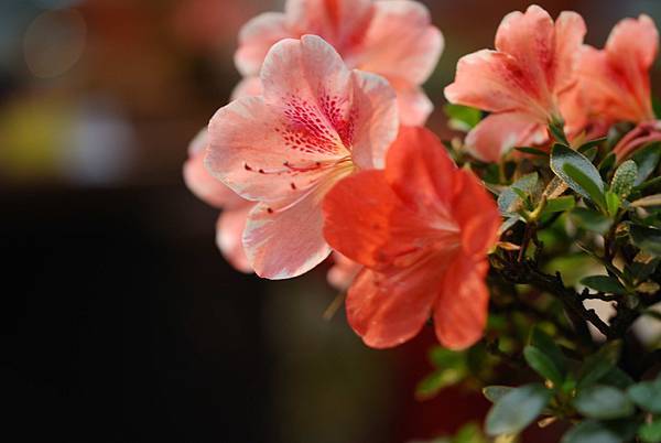 DSC_8474.jpg DSC_8474.jpg