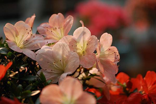 DSC_8475.jpg DSC_8475.jpg