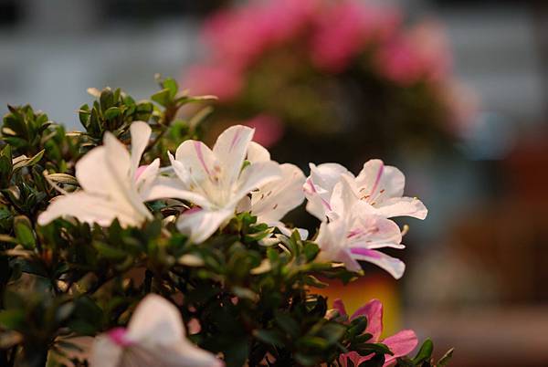 DSC_8477.jpg DSC_8477.jpg